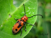 Milkweed borer