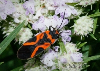 Small milkweed bug