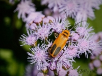 Soldier beetle