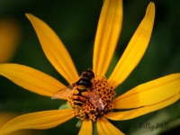 Syrphid fly