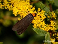 Yellow-collared scape moth