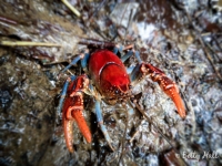Kentucky crawdad