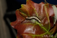 Paddle Dagger caterpillar