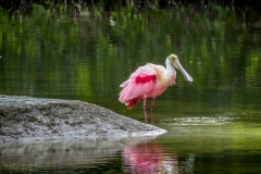 Sanibel, Florida birds