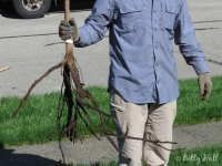 Bare-root tree