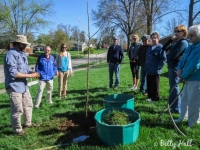 Newly planted bur oak