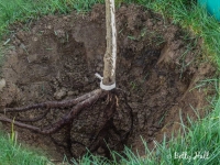 Placing tree in hole