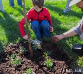 Planting green mulch