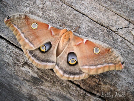 Polyphemus Moth - Betty Hall Photography