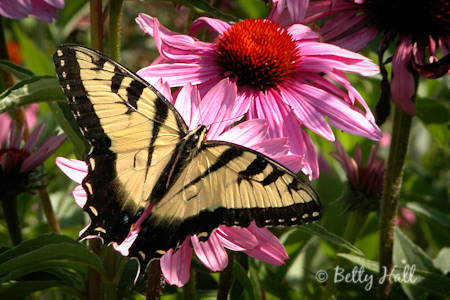 Purple Coneflower - a favorite perennial - Betty Hall Photography