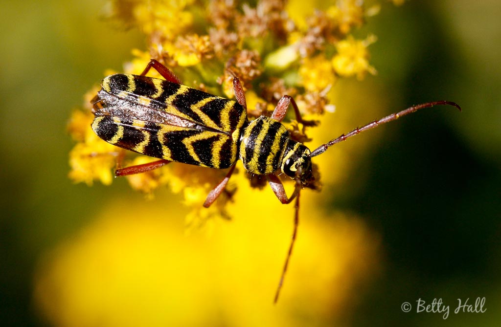 Black Locust Borer wings - Betty Hall Photography