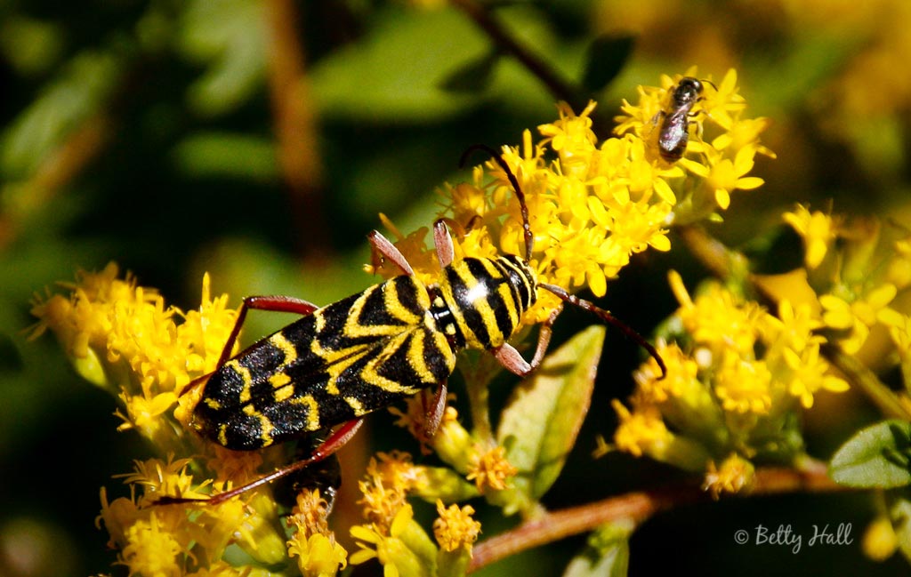 Black Locust Borer - Betty Hall Photography