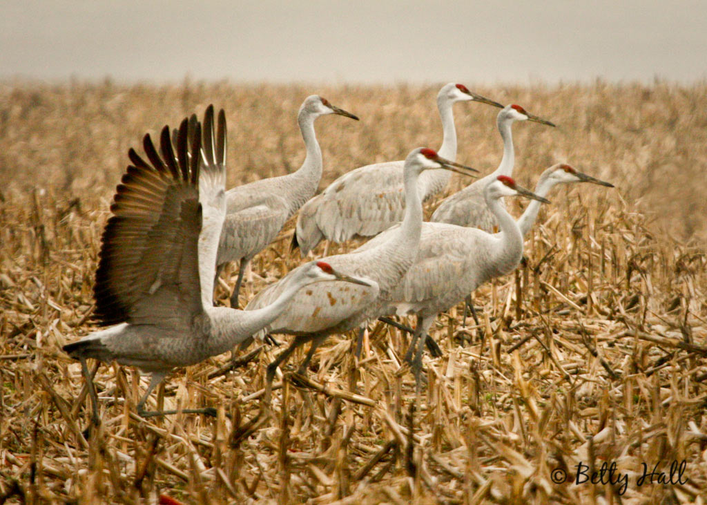 greater-sandhill-cranes-in-KY-cornfield - Betty Hall Photography