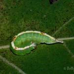 Prominent Caterpillar