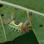 Saddleback caterpillar - Acharia stimulea