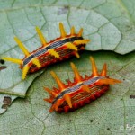 Stinging Rose Caterpillars - Parasa indetermina