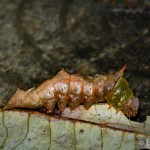 Unicorn caterpillar - Schizura unicornis