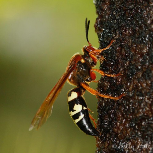 Life and death in the backyard - cicada killer wasp - Betty Hall ...