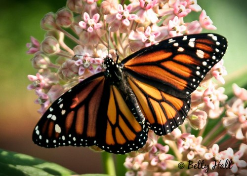 monarch butterfly nectaring on milkweed blossoms