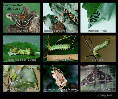 Cecropia moth caterpillars looking for a home - Betty Hall Photography