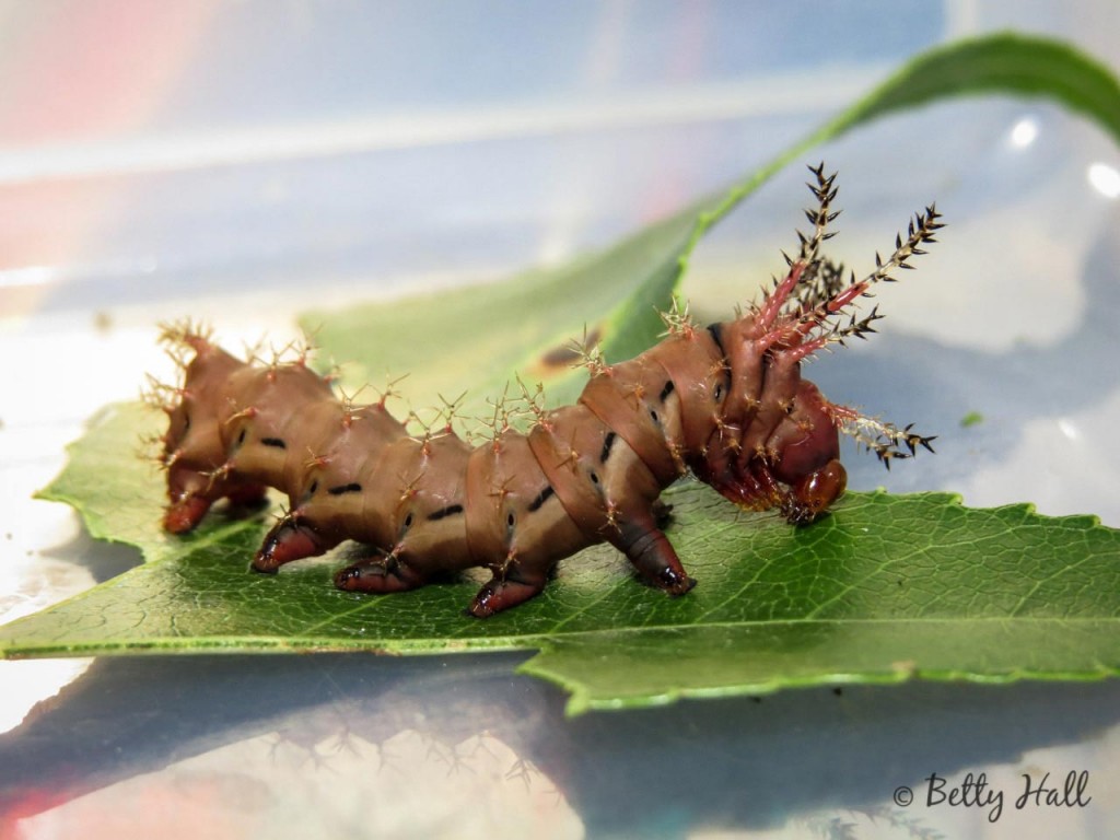 Hickory Horned Devil - Betty Hall Photography