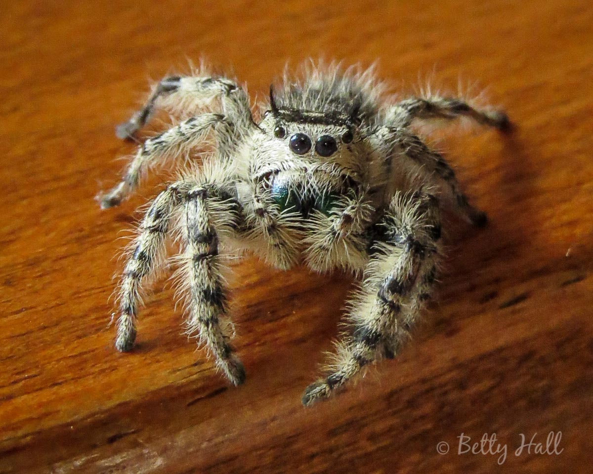 A cute spider? - Betty Hall Photography