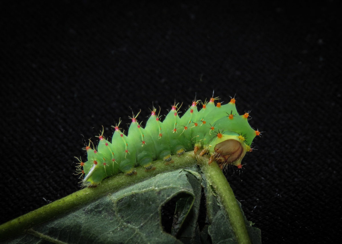 Polyphemus Moth Caterpillars - Week 2 - Betty Hall Photography