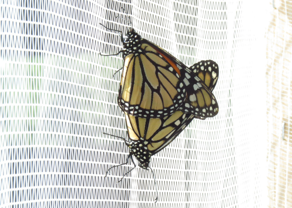 Pair of monarch butterflies mating