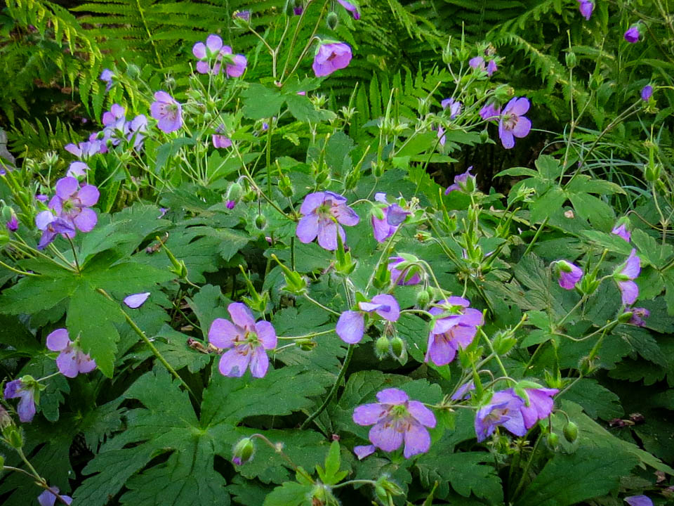 Purple wild geranium blooms